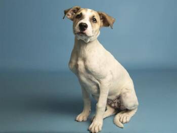 SOPHIA MARIE -  Labrador Retriever and Mixed Breed Dog for Adoption in Phoenix, Arizona - SOPHIA MARIE | PetCurious