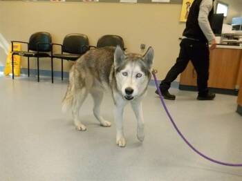 A1412242 -  Siberian Husky Dog for Adoption in San Jose, California - A1412242 | PetCurious
