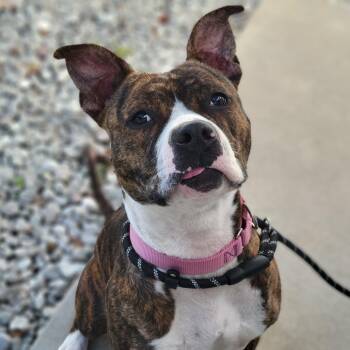 Mixed Breed Dogs Available for Adoption - Jewels | PetCurious