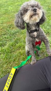 Riley -  Miniature Poodle Dog for Adoption - Riley | PetCurious
