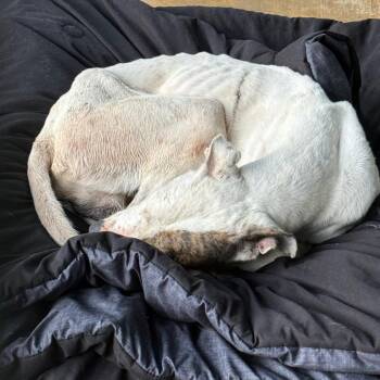 Lynyrd -  Mixed Breed Dog for Adoption in Lake Jackson, Texas - Lynyrd | PetCurious