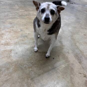 Terrier Dogs Available for Adoption in Parrish, Alabama - Jemma | PetCurious