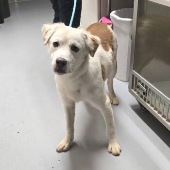 Kai -  Collie and Mixed Breed Dog for Adoption in Concord, North Carolina - Kai | PetCurious