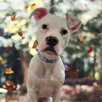 Boo -  Boxer Dog for Adoption in Denver, Colorado - Boo | PetCurious
