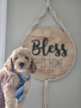 Gus -  Goldendoodle Dog for Sale in Germantown, Maryland - Gus | PetCurious