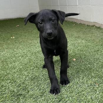 Catahoula Leopard Dog and Mixed Breed Dogs Available for Adoption - Onyx 9480 | PetCurious