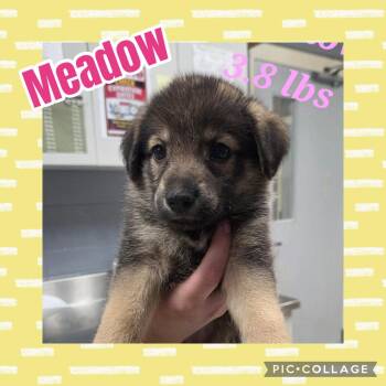 Meadow -  German Shepherd Dog and Labrador Retriever Dog for Adoption in Ringwood, New Jersey - Meadow | PetCurious