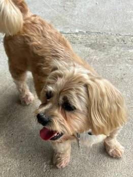 Snickers -  Shih Tzu and Yorkshire Terrier Dog Available for Adoption in Manchester, Tennessee - Snickers | PetCurious
