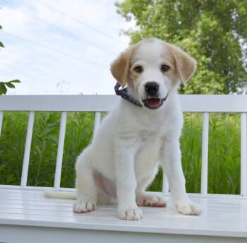 Classic Authors Litter - Dickens -  Great Pyrenees and Mixed Breed Dog for Adoption in Savage, Minnesota - Classic Authors Litter - Dickens | PetCurious