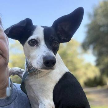 Annie -  Dachshund and Rat Terrier Dog for Adoption in Caldwell, Texas - Annie | PetCurious
