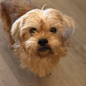 Border Terrier Dogs Available for Adoption - Becky | PetCurious