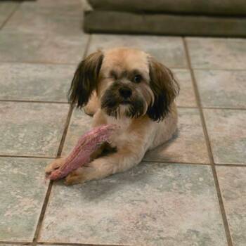 Barkley -  Shih Tzu Dog for Adoption in Milton, Florida - Barkley | PetCurious