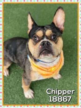 French Bulldog Dogs Available for Adoption in Marietta, Georgia - CHIPPER | PetCurious
