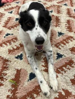 Australian Cattle Dog Blue Heeler Dogs Available for Adoption in Shawnee, Oklahoma - Pablo | PetCurious