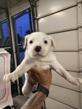 Mixed Breed Dogs Available for Adoption - LILY | PetCurious