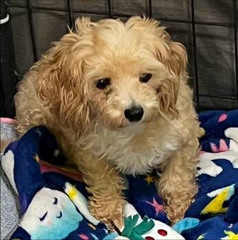 Maltese and Poodle Dogs Available for Adoption in Thompson Falls, Montana - Carrie | PetCurious