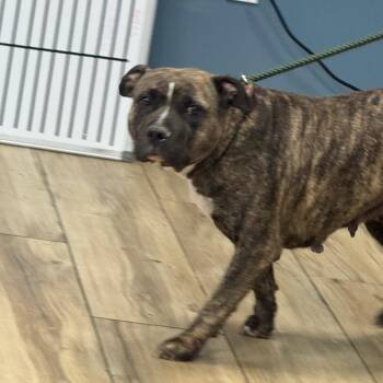 Pit Bull Terrier Dogs Available for Adoption in Newark, New Jersey - Becca | PetCurious
