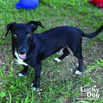 Ravine -  Terrier Dog for Adoption in Washington, District Of Columbia - Ravine | PetCurious