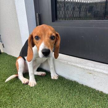 AZE6 3587 -  Beagle Dog for Adoption in Loxahatchee Groves, Florida - AZE6 3587 | PetCurious