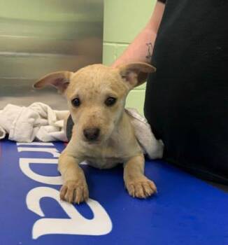 Cattle Dog and Mixed Breed Dogs Available for Adoption - Tesla | PetCurious