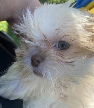 Pip -  Shih Tzu Dog Available for Sale in Stevensburg, Virginia - Pip | PetCurious