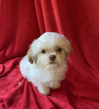 Shih Tzu Dogs Available for Sale in Stevensburg, Virginia - Pip | PetCurious