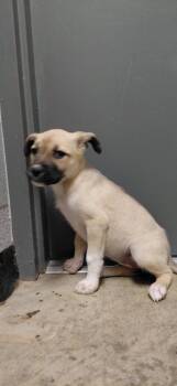 Mixed Breed Dogs Available for Adoption in Henderson, North Carolina - Naomi | PetCurious