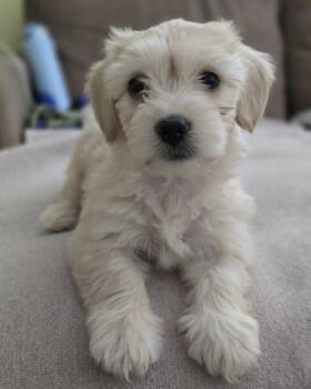 Sofia -  Poodle Dog for Adoption in Sedalia, Colorado - Sofia | PetCurious