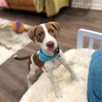 Jesse Freckles -  German Shorthaired Pointer and Pit Bull Terrier Dog for Adoption in Friendswood, Texas - Jesse Freckles | PetCurious