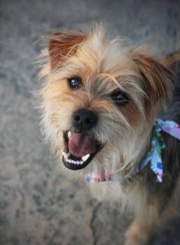 Griffin -  Yorkshire Terrier Dog for Adoption in Oakland, California - Griffin | PetCurious