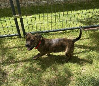 Wren -  Terrier and Spaniel Dog for Adoption in Gloversville, New York - Wren | PetCurious