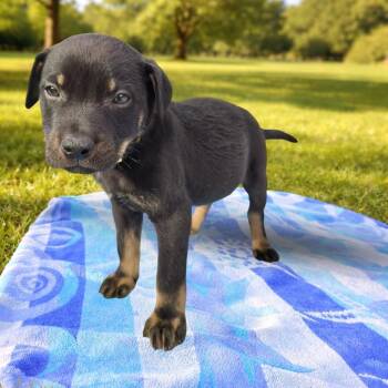 Mixed Breed Dogs Available for Adoption in Las Vegas, Nevada - Pikchu | PetCurious