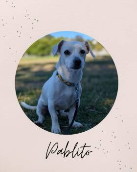 PABLITO -  Chihuahua Dog for Adoption in Coquitlam, British Columbia - PABLITO | PetCurious