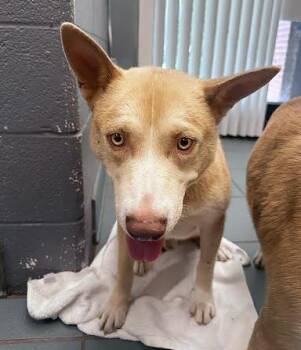 Mixed Breed Dogs Available for Adoption in Nashville, Tennessee - Chili Dog | PetCurious