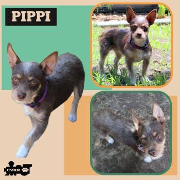 Miniature Pinscher and Terrier Dogs Available for Adoption in Lindsay, California - Pippi | PetCurious