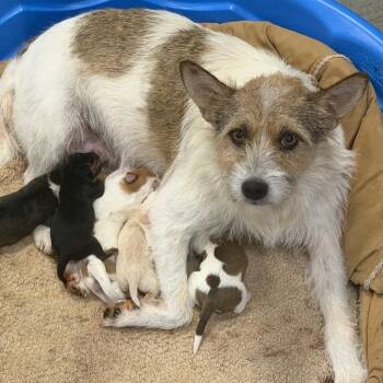 Green Bean -  Mixed Breed Dog for Adoption - Green Bean | PetCurious