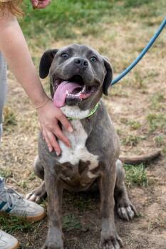 Ash -  Neapolitan Mastiff and Pit Bull Terrier Dog for Adoption in King George, Virginia - Ash | PetCurious