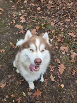 Rescue Alaskan Malamute and Siberian Husky Dogs for Adoption in Bloomfield, Connecticut - Rowan | PetCurious