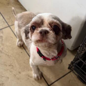 Maude -  Shih Tzu Dog for Adoption in Sinking Spring, Pennsylvania - Maude | PetCurious