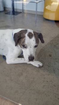 Rescue Basset Hound and Mixed Breed Dogs for Adoption in Fort Worth, Texas - Pebbles | PetCurious