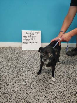 Shadow -  Terrier and Mixed Breed Dog for Adoption in Kendallville, Indiana - Shadow | PetCurious