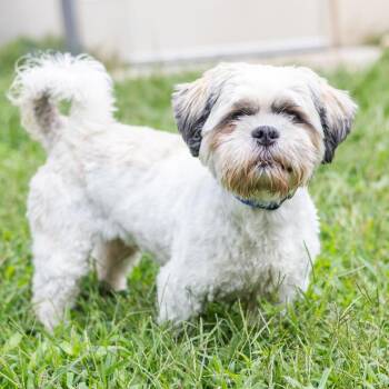 Dallas -  Shih Tzu and Bichon Frise Dog for Adoption - Dallas | PetCurious