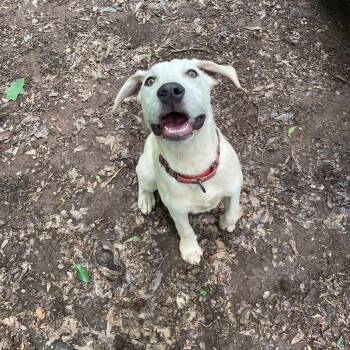 Rescue Pit Bull Terrier Dogs for Adoption in Anderson, South Carolina - Pearl | PetCurious