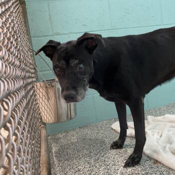 Mixed Breed Dogs Available for Adoption in Port Charlotte, Florida - Dunk | PetCurious