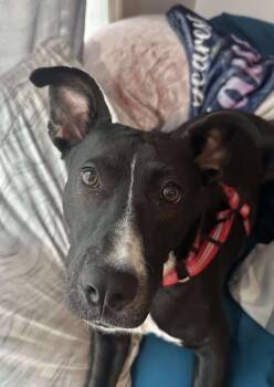 Rescue Mixed Breed Dogs for Adoption in Wantagh, New York - Mochi - Urgent Foster Or Foster To Adopt Needed! | PetCurious
