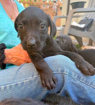 PATTY -  Pit Bull Terrier Dog for Adoption in Vandergrift, Pennsylvania - PATTY | PetCurious