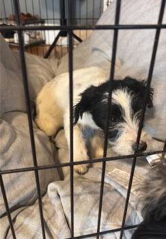 Terrier Dogs Available for Adoption - FOSTER ME - Rookie | PetCurious