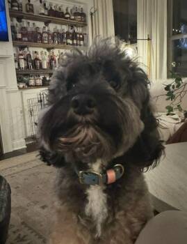 Rescue Labradoodle Dogs for Adoption in Mt. Juliet, Tennessee - Ronald Reagan | PetCurious