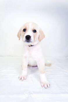 Sunshine -  Great Pyrenees Dog Available for Adoption in Bixby, Oklahoma - Sunshine | PetCurious