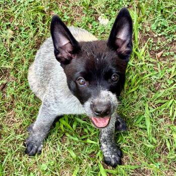 Agave -  Cattle Dog Dog for Adoption in Albany, New York - Agave | PetCurious